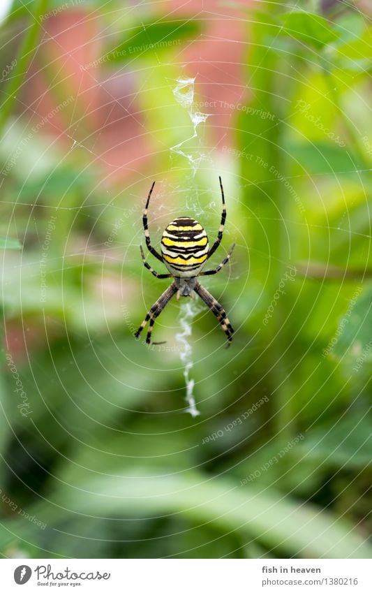 Wasp spider in the web Animal Spider 1 Wait Black-and-yellow argiope Orb weaver spider Colour photo Exterior shot Macro (Extreme close-up) Animal portrait