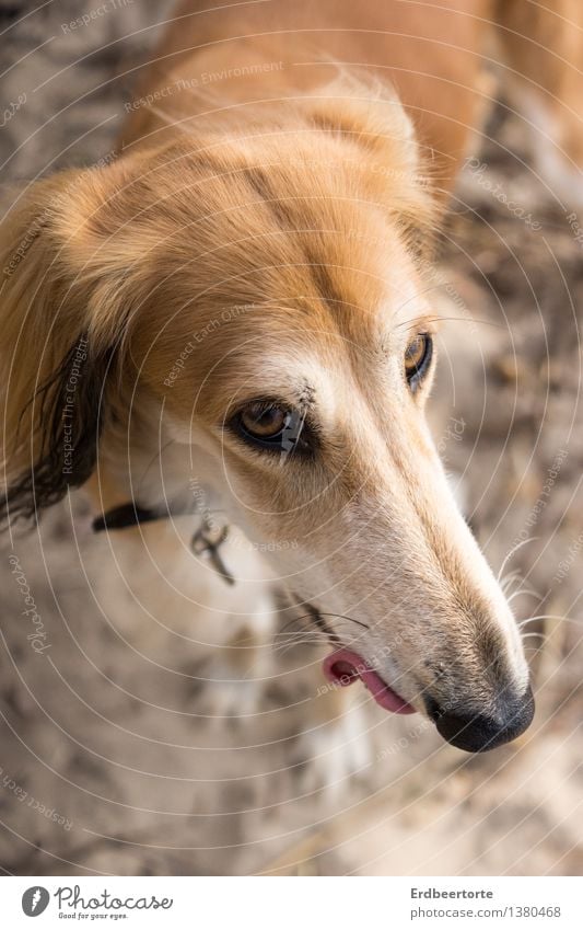 ogling Animal Pet Dog Saluki Greyhound 1 Athletic Blonde Wild Soft Brown Contentment Life Uniqueness dog beach Friendship Snout Snapshot Lick Colour photo