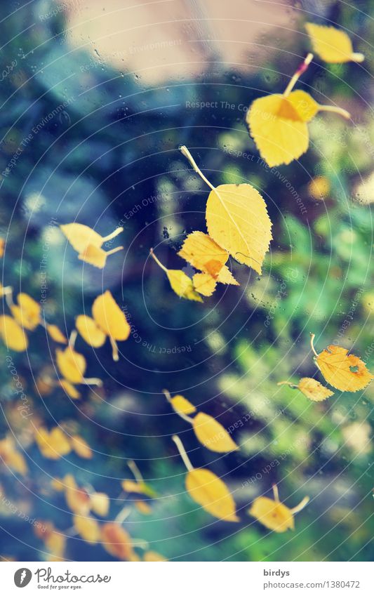 autumn thanks Nature Autumn Leaf Autumn leaves Birch leaves Fragrance To fall Esthetic Uniqueness Positive Life Movement Transience Damp Window pane