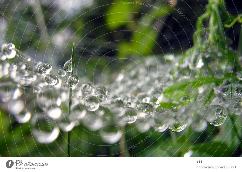 Art Of Nature Plant Spider's web Work of art Rain Wet Green Macro (Extreme close-up) Close-up Beautiful Sewing thread Weather Drops of water droplet Pearl