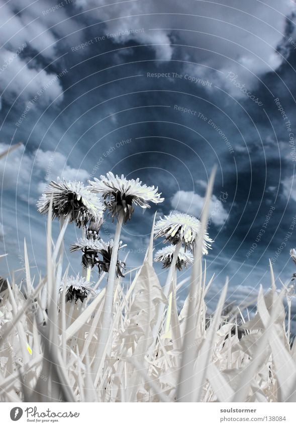 GUCK MAL... Passenger train Infrared Infrared color Tree Wood flour Clouds White Black Sunflower Dandelion Spring Grass Meadow Worm's-eye view Plant Sky