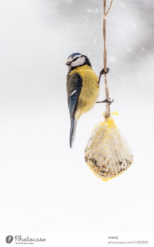 Cold food, as long as it's enough to eat. Bad weather Snow Snowfall Animal Tit mouse 1 titmice dumplings Birdseed Observe Freeze Hang Caution To hold on