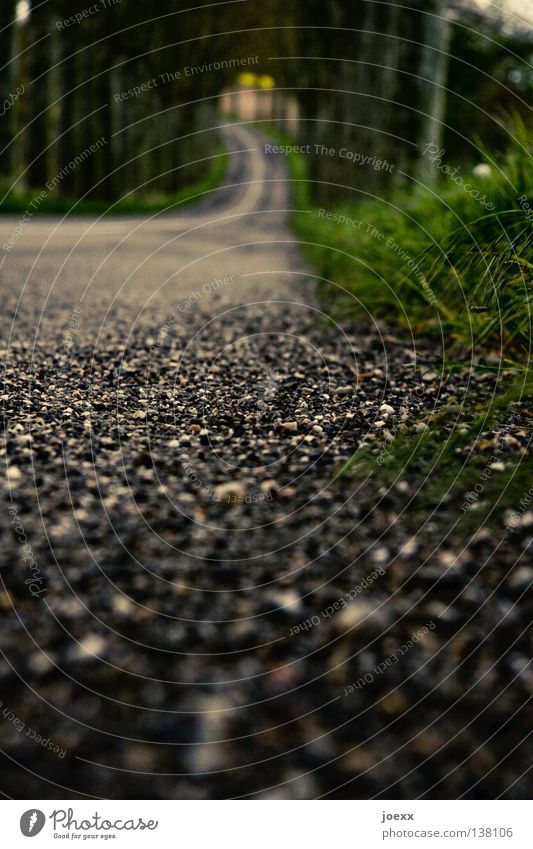 road holding Avenue Worm's-eye view Traffic lane Driving Grass Edge Pavement Roadside Tar Blur In transit Transport Traffic infrastructure Floor covering Curve