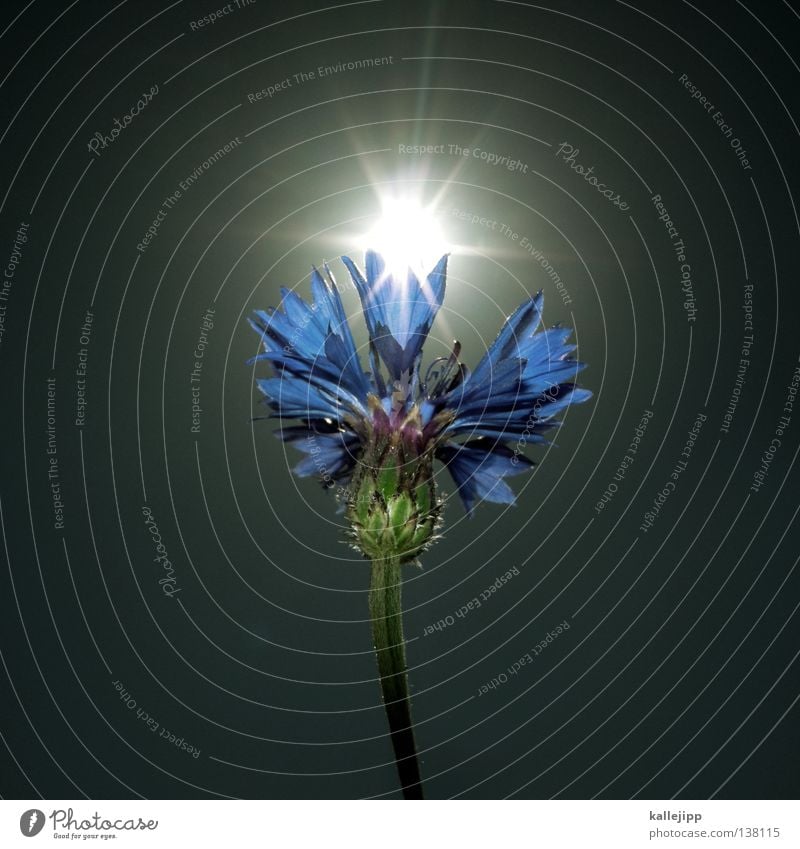 sunflower Plant Stalk Blossom Sepal Seed Stamen Culture Field Wayside Wheat Cornflower Agriculture Green Summer Meadow Grass Hallway Insect Back-light Light