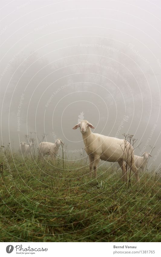 cold | freshly shorn Farm animal Sheep Group of animals Emotions Moody Fog Looking Ear Grass Autumn Curiosity Stand Wool Naked Green Gray Weather Bad weather