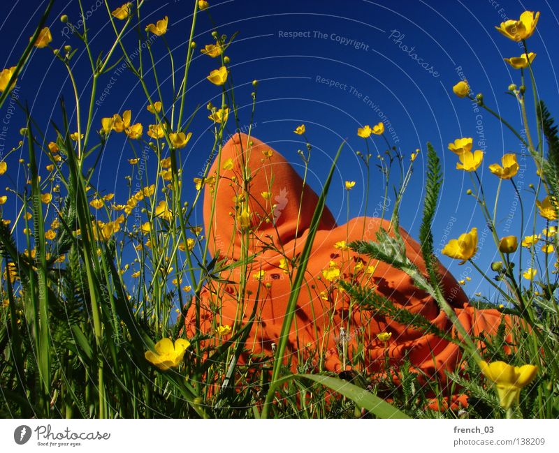 yellow-orange-blue combo II Plant Flower Blossom Man Grass Meadow Field Seasons Summer Cattle Spring Agriculture Events Blade of grass Stalk Hooded (clothing)