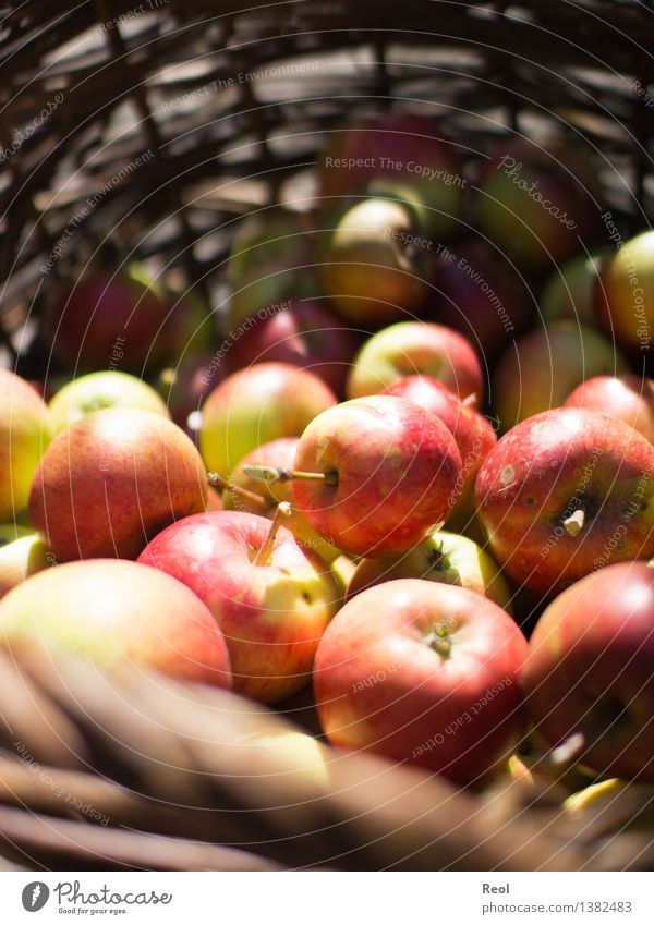 apple harvest Food Organic produce Nature Autumn Beautiful weather Plant Fruit Apple Basket wicker basket Red Growth Harvest Mature Purity Healthy Crunchy
