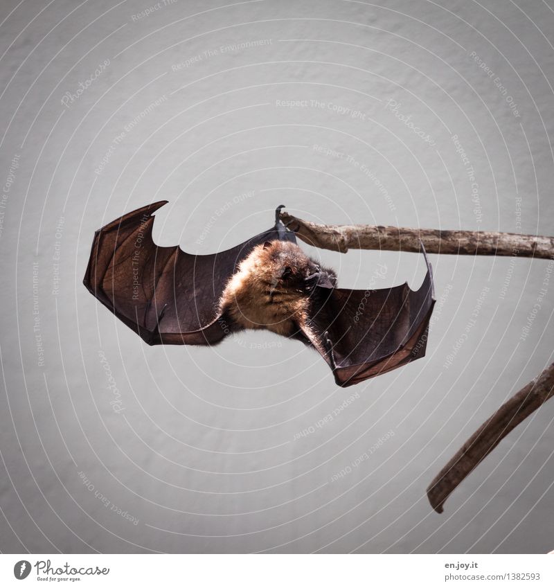 Don't let your head hang down. Animal Wild animal Wing Bat Old World fruit bats 1 Hang Exceptional Threat Exotic Fantastic Brown Protection