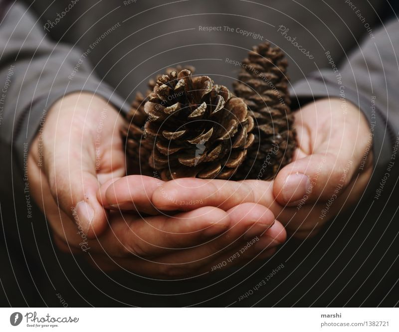 discovery Human being Masculine Man Adults Hand Nature Plant Autumn Winter Moody Coniferous trees Cone Find Collector Discovery Autumnal Colour photo