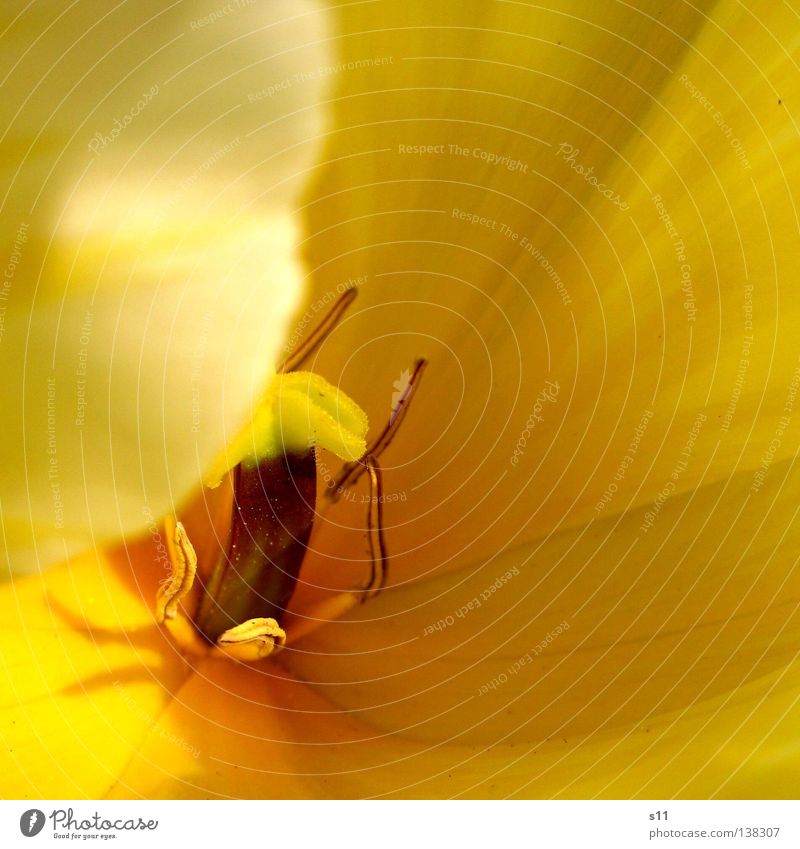 Yellow Beauty Tulip Spring flower Flower Blossom Seasons Blossom leave Concealed Plant Macro (Extreme close-up) Close-up Beautiful tulipa spring greeting