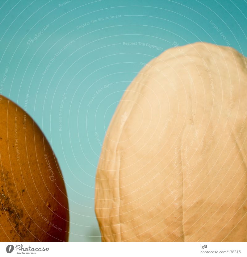 generation conflict Hen's egg Macro (Extreme close-up) Section of image Partially visible Egg cosy Bright background