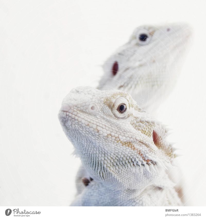 White Dragons Animal Scales Reptiles Barbed agame Saurians 2 Pair of animals Observe Crouch Looking Exceptional Exotic Fantastic Bright Cold Astute Funny