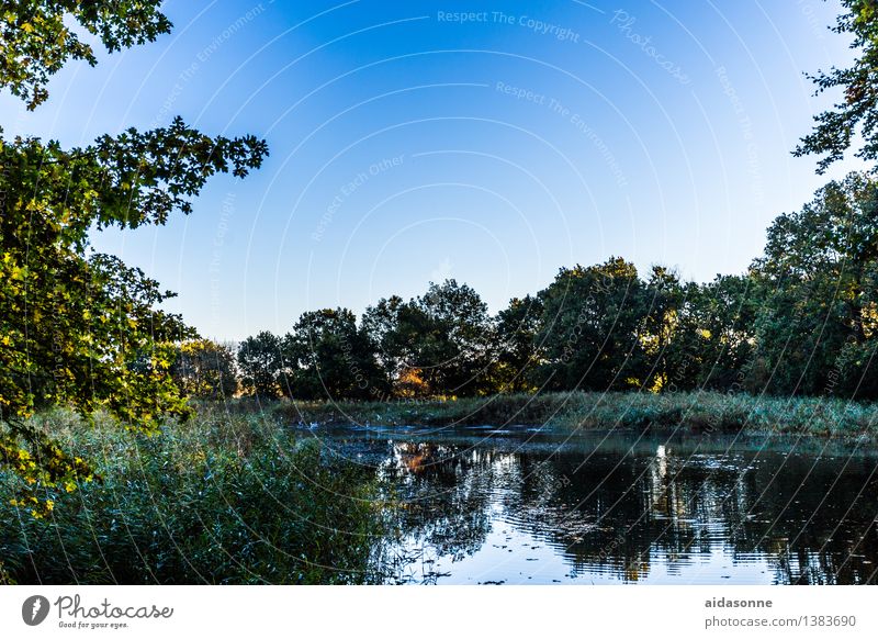 forest pond Nature Landscape Cloudless sky Autumn Beautiful weather Lakeside Pond Romance Calm Loneliness Peace Mysterious Boredom Life Moody Heiligendamm