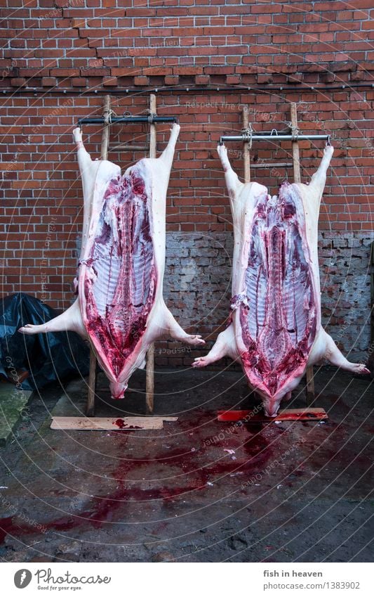 home slaughtering Food Meat Sausage Nutrition Craftsperson Killing Butcher Agriculture Forestry Animal Pet Farm animal Dead animal Swine 2 Authentic Natural