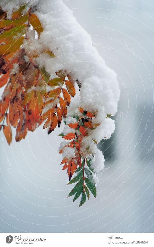 Rendezvous of seasons - branch in autumn color covered with snow Autumn Winter Twig leaves Snow Autumn leaves Autumnal colours Rowan tree Climate change
