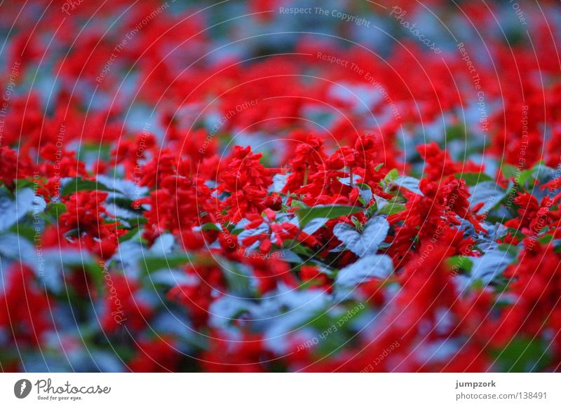 (Un)sharp flowers Red Flower Flowerbed Pattern Multicoloured Spring Blue depth blur Colour