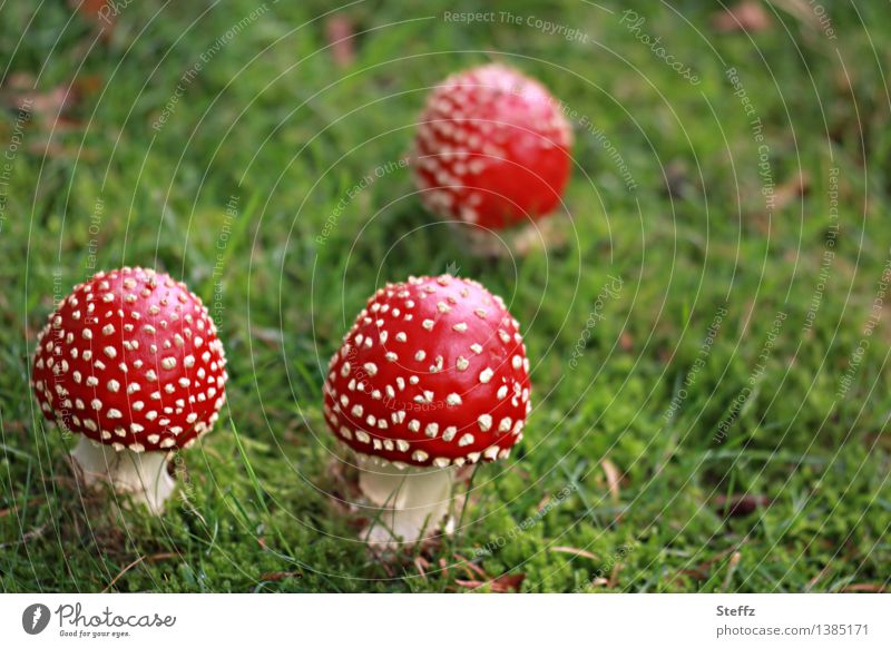 three Little Red Riding Hoods Toadstools mushrooms toxic mushrooms Fall meadow Meadow Glade Mushroom cap Amanita Muscaria Autumnal red and dotted Domestic