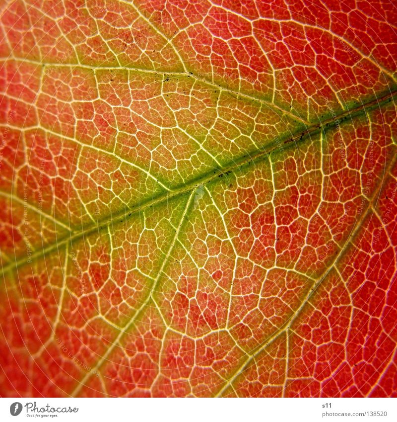 autumnleaf Beautiful Nature Plant Autumn Tree Leaf To fall Green Red Transience Autumn leaves Seasons Photosynthesis Vessel Gaudy Prison cell Maze Offense