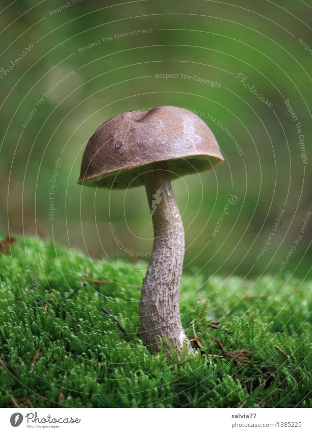 birch mushroom Mushroom Mushroom cap Environment Nature Plant Earth Autumn Moss Forest Stand Growth Esthetic Simple Delicious Natural Brown Gray Green