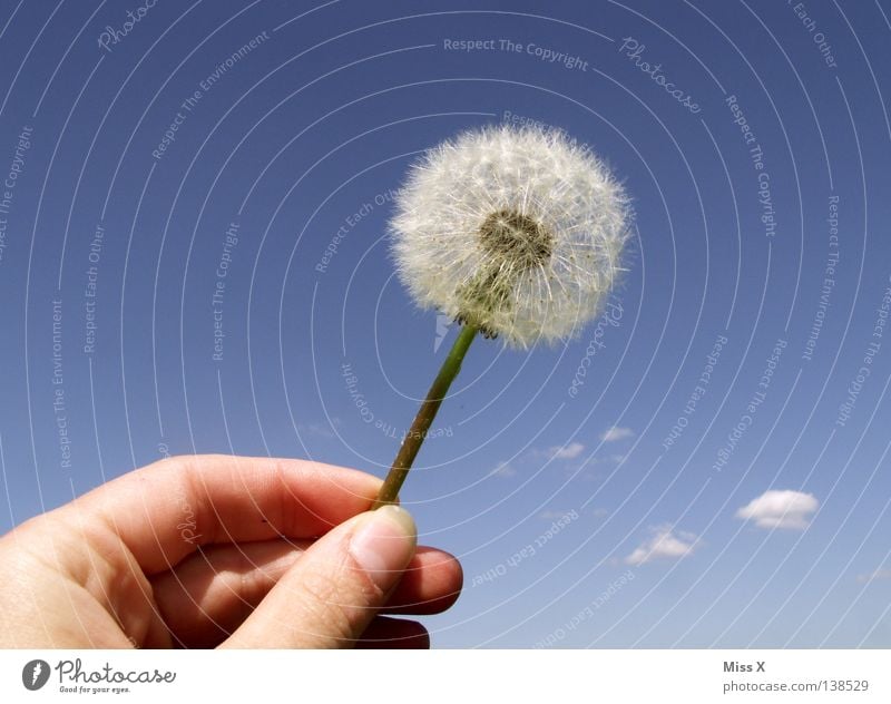dandylion Colour photo Exterior shot Day Summer Aviation Hand Fingers Sky Flower Flying Faded Blue White Dandelion Blow Thumb Clouds Cloud Dandelion seed Stalk