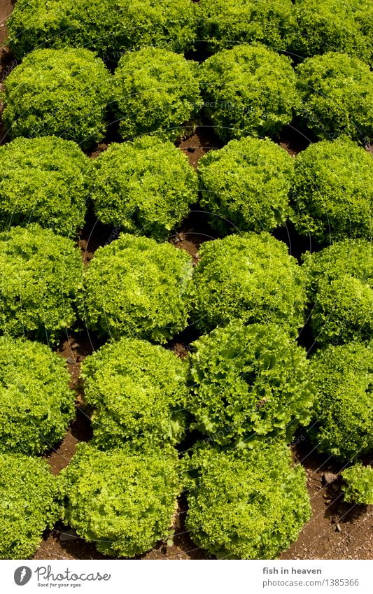 heads of lettuce Food Vegetable Lettuce Salad Nutrition Craftsperson Agriculture Forestry Nature Plant Foliage plant Agricultural crop Field Growth Natural