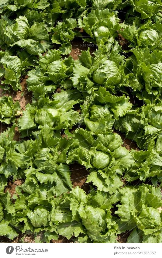 heads of lettuce Food Vegetable Lettuce Salad Nutrition Vegetarian diet Healthy Eating Life Agriculture Forestry Nature Plant Foliage plant Agricultural crop