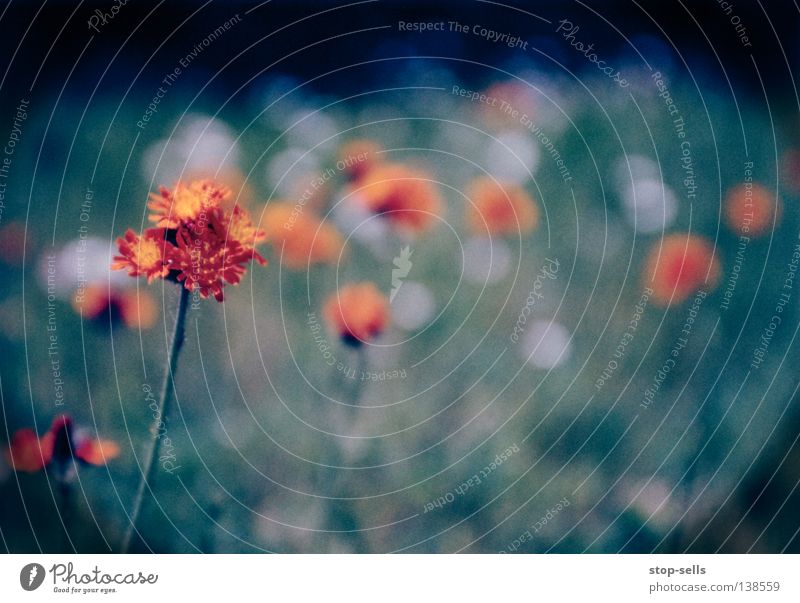 Sick::Flower::Dancin' Blossom Plant Cold Blur Growth Foreground Boredom Living thing Meadow Vignetting Circle Orange Dance Blue Warmth Beautiful Filter Point