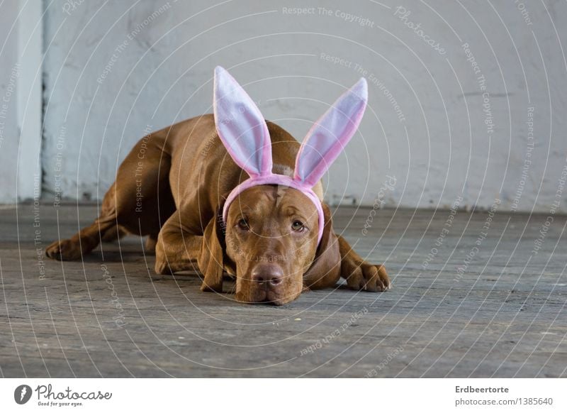 Soon the time will come Animal Pet Dog Hound Magyar Vizsla 1 Observe Lie Wait Serene Patient Calm Self Control Easter Easter Bunny Anticipation Parquet floor