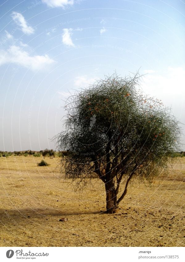 solitariness Growth Survive Summer Steppe Tree Plant Physics Hot Dry Loneliness Individual Horizon Bushes India Life Climate change Desert Far-off places Warmth