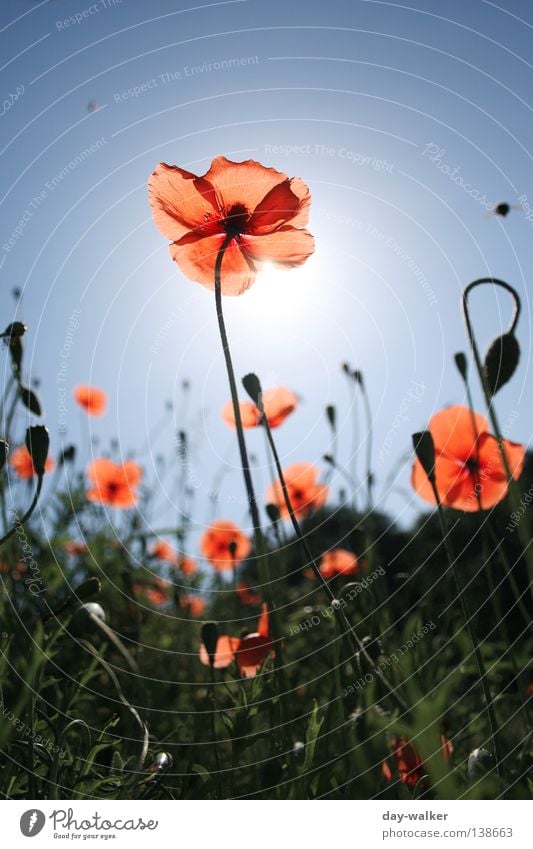 The bee and the flower Flower Plant Grass Meadow Field Blade of grass Blossom Poppy Blossom leave Insect Bee Back-light Lighting Sky Nature Sun Bud Shadow
