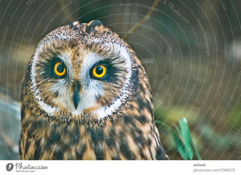 Short Eared Owl Close-up Animal Bird Animal face 1 Observe Wild Brown Yellow Gray White Wisdom Curiosity Wildlife avian Beak carnivorous eyes Vision Feather