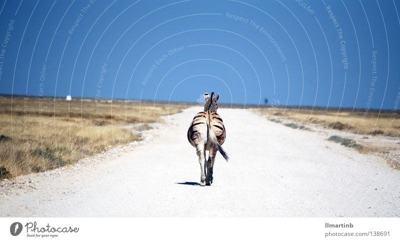 alone Zebra Africa Steppe Animal Zebra crossing Striped Pattern Loneliness Death Lanes & trails Desert Landscape