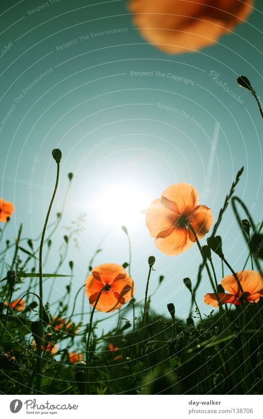A new day Flower Plant Grass Meadow Field Blade of grass Blossom Poppy Blossom leave Insect Bee Back-light Lighting Sky Nature Sun Bud Shadow Orange