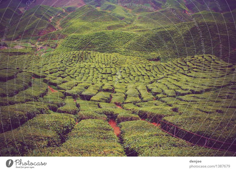 tea field Nature Landscape Summer Climate Plant Field Hill Deserted Tourist Attraction Blossoming Hiking Healthy Beautiful Green Tea Colour photo Exterior shot
