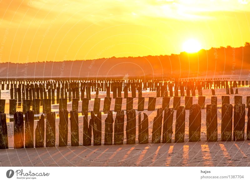 Sunrise at the Baltic Sea with groynes Leisure and hobbies Vacation & Travel Beach Ocean Nature Water Old Dark Bright Historic Yellow Pink Red Black Moody
