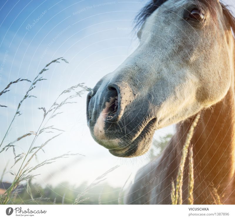 Horse's head at dawn Lifestyle Ride Summer Nature Sky Sunrise Sunset Sunlight Spring Beautiful weather Grass Meadow Field Animal 1 Stable Arabien Animal face