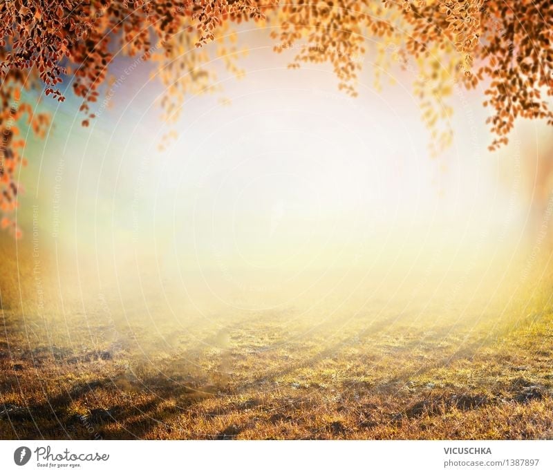 Autumn nature background, blurred Style Design Garden Nature Plant Sunrise Sunset Sunlight Tree Grass Park Meadow Soft Yellow Background picture September