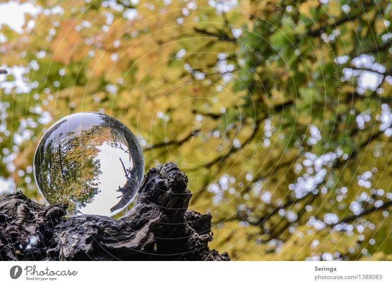View through the ball 5 Environment Nature Landscape Plant Animal Autumn Tree Garden Park Meadow Field Forest Magnifying glass Glass Touch Dream Glass ball