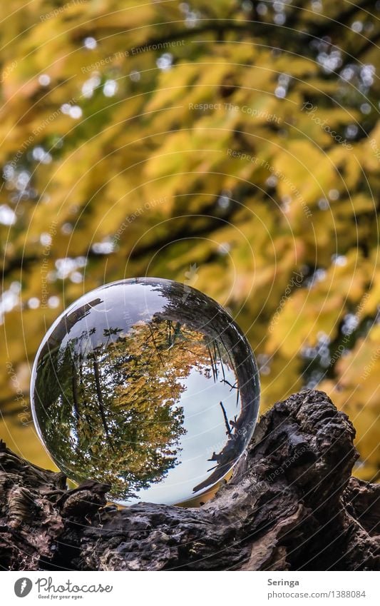 View through the ball 4 Environment Nature Landscape Plant Animal Autumn Tree Garden Park Meadow Forest Magnifying glass Glass Glittering Dream Glass ball
