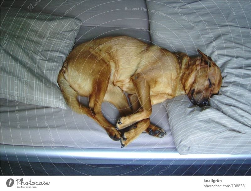 sleeping beauty Dog Crossbreed Dream Brown Beige Sleep Fatigue Relaxation Doze Siesta Bed Bedclothes Duvet Sheet Closed eyes Switch off Favorite place Oversleep