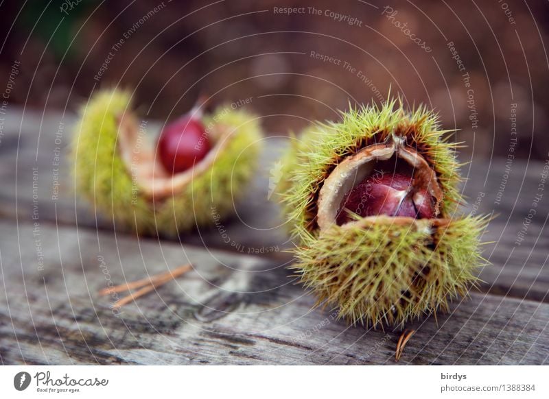 chestnuts Food Sweet chestnut Nutrition Organic produce Healthy Eating Autumn Wild plant Seed head Fruit Wood Esthetic Fresh Natural Original Positive Thorny