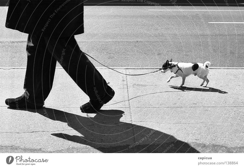 chihuahua Black & white photo Man Traffic infrastructure dog stroll walk board walk black & white pet small sun shadow man with dog ridiculed coat cold leash