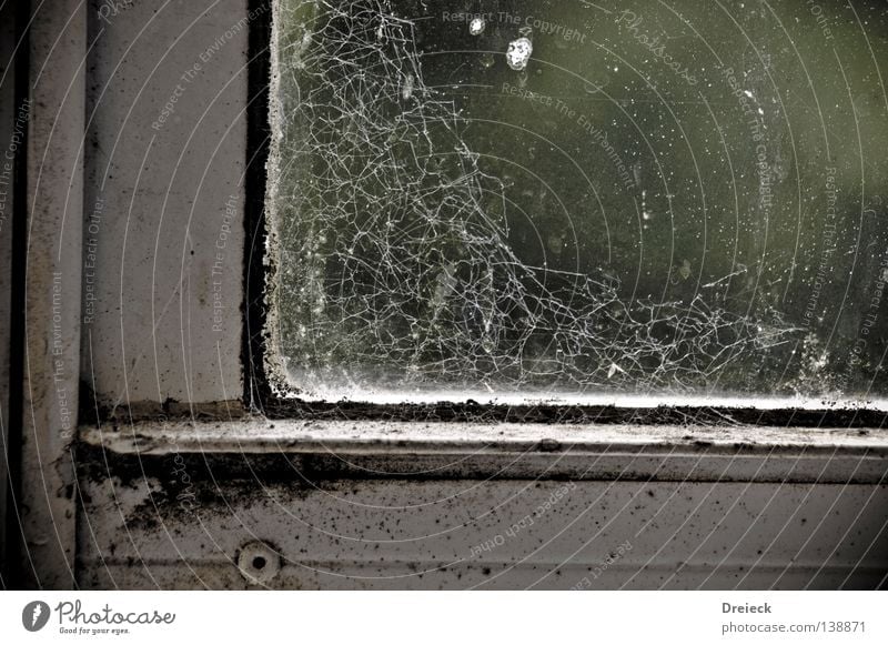 Bacterial Window Bacterium Dirty Spider's web Dust Pests Living or residing contaminated Window pane Glass