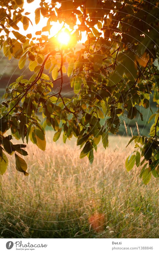 country summer Nature Landscape Plant Sunrise Sunset Sunlight Summer Beautiful weather Tree Grass Leaf Meadow Green Romance Idyll Common walnut Country life