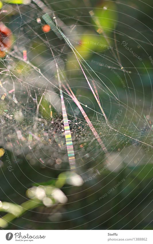 Light network in the forest Spider's web Net Network Interlaced net construction lines Easy Cobwebby Spider threads Reticular Cross-connection Muddled Abstract