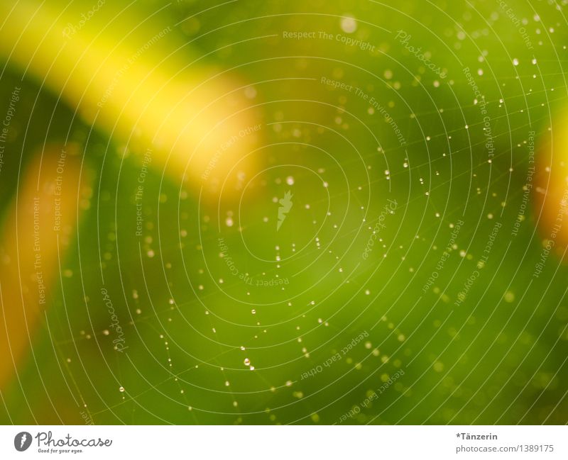 network II Nature Summer Autumn Beautiful weather Garden Park Esthetic Happiness Fresh Natural Positive Yellow Green Attentive Calm Delicate Spider's web Dew