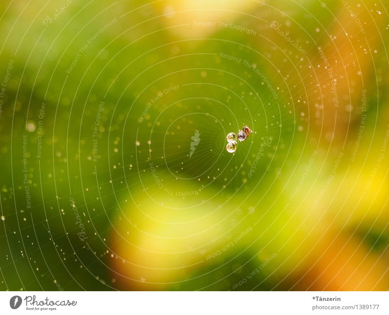 Pearls in net V Nature Animal Elements Drops of water Garden Park Meadow Field Spider 1 Esthetic Happiness Fresh Wet Natural Beautiful Yellow Green