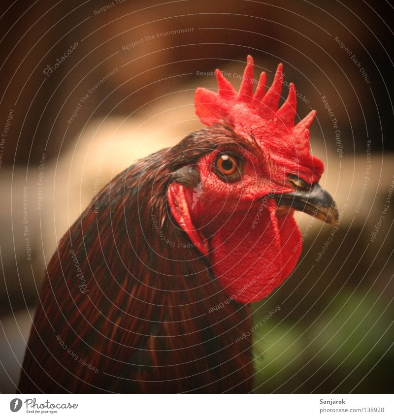Look me in the eye, baby! Rooster Farm Hypnotic Barn fowl Macho Harem Flirt Anger Aggravation Bird kikeriki look me in the eyes little one hypnotic gaze Looking