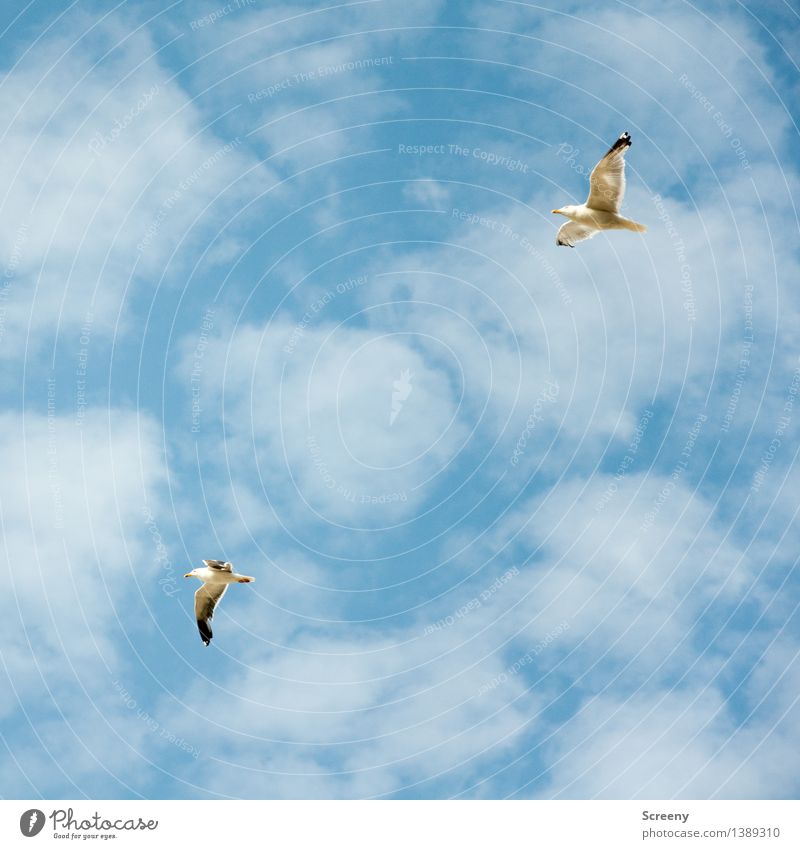 Überholm's Gull Nature Plant Animal Air Sky Clouds Summer Beautiful weather North Sea Bird Seagull 2 Flying Tall Maritime Blue White Freedom Colour photo