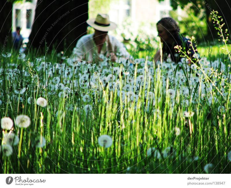 ... And it's summer Brandenburg Meadow Flower Dandelion Green Beautiful weather Picnic